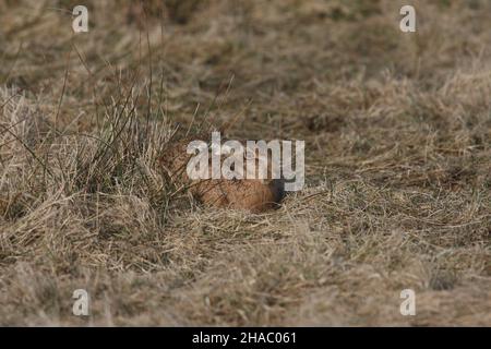 Braune Hasen sind bekannt für Boxen, wenn Männchen Weibchen folgen in der Hoffnung, sich zu paaren, aber wenn das Weibchen nicht empfänglich ist, wird es den unerwünschten Mann 'wegkasten'. Stockfoto