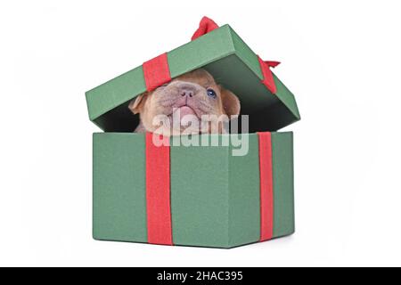 rench Bulldog Welpe Peaking aus grünen Weihnachts-Geschenkbox auf weißem Hintergrund Stockfoto