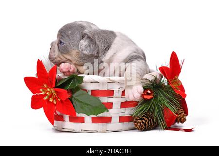 Merle Französisch Bulldog Hund Welpen im Weihnachtskorb mit Weihnachtsstern Blumen auf weißem Hintergrund Stockfoto