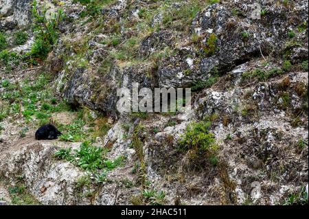 Der Schwarzbär ruht auf den Felsen. Urus americanus im Zoo von Veszprem, Ungarn Stockfoto