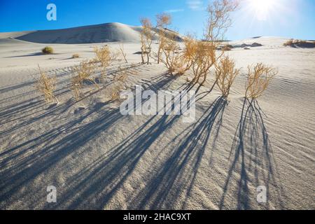 Trockene Pflanzen in den Sanddünen im Death Valley National Park, Kalifornien, USA Stockfoto