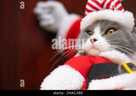 Der Weihnachtsmann hält eine gekleidete Katze und klopft an die Tür Stockfoto