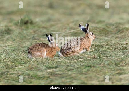 Europäische Hase (Lepus europaeus), Paar, Buck nähert sich der Rehe und prüft, ob sie bereit ist, schwanger zu werden, Niedersachsen, Deutschland Stockfoto