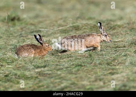 Europäische Hase (Lepus europaeus), Paar, Buck nähert sich der Rehe und prüft, ob sie bereit ist, schwanger zu werden, Niedersachsen, Deutschland Stockfoto