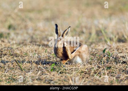 Europäischer Hase (Lepus europaeus), erwachsener, am Hinterbein am Ohr kratzender Hase, Niedersachsen, Deutschland Stockfoto