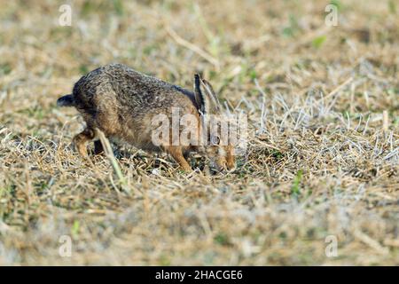 Europäischer Hase (Lepus europaeus), Buck auf der Suche nach Hirschduft, während der Brutzeit, Niedersachsen, Deutschland Stockfoto