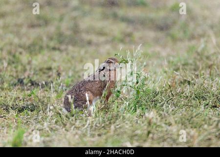 Europäischer Hase (Lepus europaeus), im Regen auf dem Feld sitzend, Niedersachsen, Deutschland Stockfoto