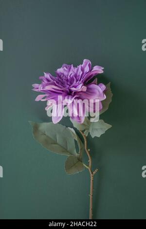 Große einzelne lila Blume auf einem grünen Hintergrund. Nahaufnahme. Trendfarbe 2022. Stockfoto