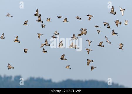 Gemeine Waldtaube, (Colombus palumbus), Flockflug, Niedersachsen, Deutschland Stockfoto