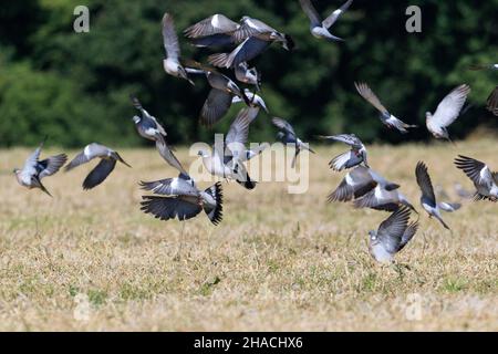 Gewöhnliche Holztaube, (Colombus palumbus), Flock, der über Getreideernte fliegt, Niedersachsen, Deutschland Stockfoto