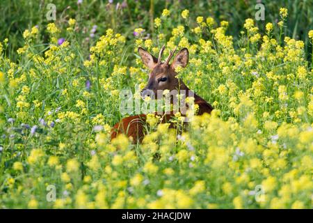 Rehe, (Capreolus capreolus), Bock in der Ernte von blühendem Senf, Niedersachsen, Deutschland Stockfoto