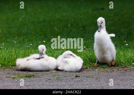 Muter Schwan (Cygnus olor), Elternvögel mit jungen Cygnets, ruhend am Seeufer, Niedersachsen, Deutschland Stockfoto