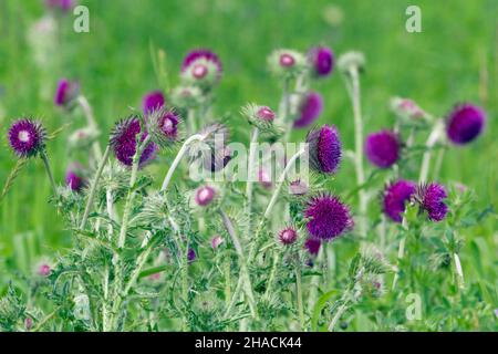 Nidding Thistle, (Carduus nutans), mehrere Pflanzen wachsen auf Wiese, Niedersachsen, Deutschland Stockfoto