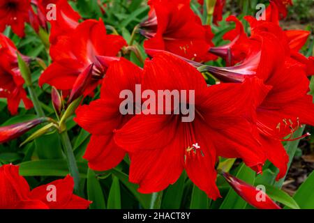 Rote Amaryllis Blüten blühen im Garten, Amaryllis, Hippeastrams Blumen. Fotos in hoher Qualität Stockfoto