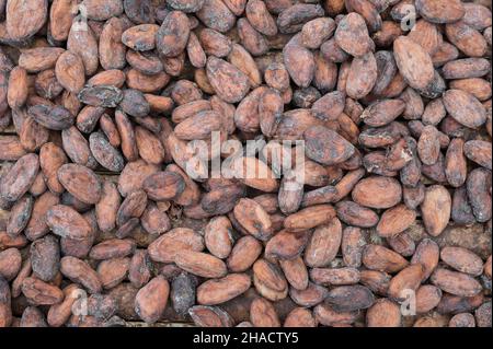 ELFENBEINKÜSTE, Dorf Azaguié, Kakaoanbau, Trocknung von Kakaobohnen nach der Fermentation / ELFENBEINKUESTE, Dorf Azaguié, Farm des Kakaobauer Ambroise N'KOH, Trocknung der fermentierten Kakaobohnen Stockfoto