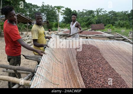 ELFENBEINKÜSTE, Dorf Azaguié, Kakaoanbau, Trocknung von Kakaobohnen nach der Fermentation / ELFENBEINKUESTE, Dorf Azaguié, Farm des Kakaobauer Ambroise N'KOH, Trocknung der fermentierten Kakaobohnen Stockfoto