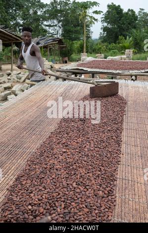 ELFENBEINKÜSTE, Dorf Azaguié, Kakaoanbau, Trocknung von Kakaobohnen nach der Fermentation / ELFENBEINKUESTE, Dorf Azaguié, Farm des Kakaobauer Ambroise N'KOH, Trocknung der fermentierten Kakaobohnen Stockfoto