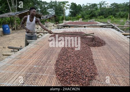 ELFENBEINKÜSTE, Dorf Azaguié, Kakaoanbau, Trocknung von Kakaobohnen nach der Fermentation / ELFENBEINKUESTE, Dorf Azaguié, Farm des Kakaobauer Ambroise N'KOH, Trocknung der fermentierten Kakaobohnen Stockfoto