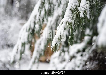 Frischer Schnee bedeckt meinen Hinterhof während eines Wintersturms. Stockfoto