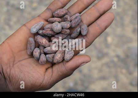 ELFENBEINKÜSTE, Dorf Azaguié, Kakaoanbau, Trocknung von Kakaobohnen nach der Fermentation / ELFENBEINKUESTE, Dorf Azaguié, Farm des Kakaobauer Ambroise N'KOH, Trocknung der fermentierten Kakaobohnen Stockfoto