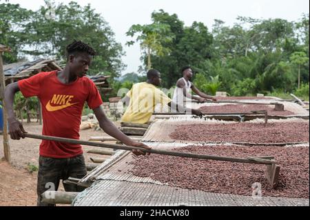 ELFENBEINKÜSTE, Dorf Azaguié, Kakaoanbau, Trocknung von Kakaobohnen nach der Fermentation / ELFENBEINKUESTE, Dorf Azaguié, Farm des Kakaobauer Ambroise N'KOH, Trocknung der fermentierten Kakaobohnen Stockfoto