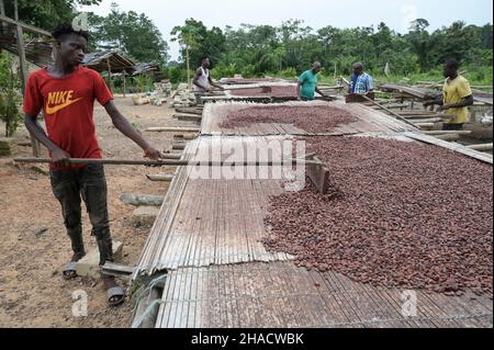 ELFENBEINKÜSTE, Dorf Azaguié, Kakaoanbau, Trocknung von Kakaobohnen nach der Fermentation / ELFENBEINKUESTE, Dorf Azaguié, Farm des Kakaobauer Ambroise N'KOH, Trocknung der fermentierten Kakaobohnen Stockfoto