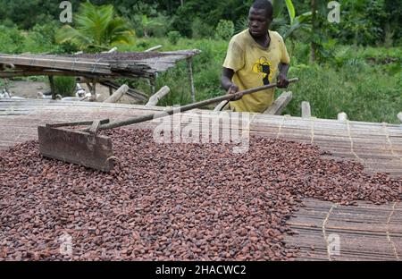 ELFENBEINKÜSTE, Dorf Azaguié, Kakaoanbau, Trocknung von Kakaobohnen nach der Fermentation / ELFENBEINKUESTE, Dorf Azaguié, Farm des Kakaobauer Ambroise N'KOH, Trocknung der fermentierten Kakaobohnen Stockfoto