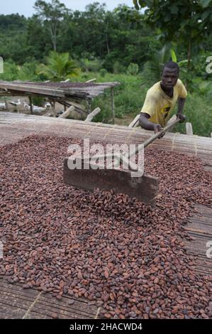 ELFENBEINKÜSTE, Dorf Azaguié, Kakaoanbau, Trocknung von Kakaobohnen nach der Fermentation / ELFENBEINKUESTE, Dorf Azaguié, Farm des Kakaobauer Ambroise N'KOH, Trocknung der fermentierten Kakaobohnen Stockfoto