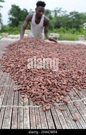 ELFENBEINKÜSTE, Dorf Azaguié, Kakaoanbau, Trocknung von Kakaobohnen nach der Fermentation / ELFENBEINKUESTE, Dorf Azaguié, Farm des Kakaobauer Ambroise N'KOH, Trocknung der fermentierten Kakaobohnen Stockfoto