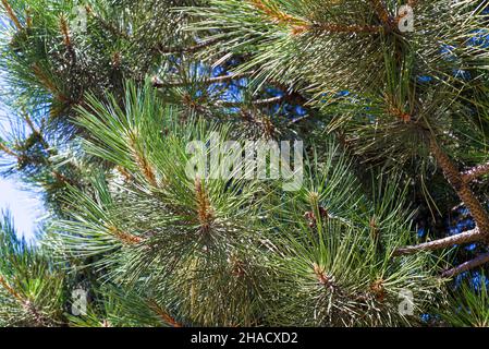 Kiefernhintergrund. Grüner immergrüner Baum aus der Nähe. Stockfoto