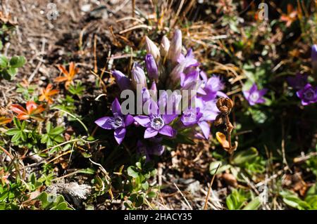 Deutscher Enzian auf einer Wiese, in einem schönen violetten Farbton Stockfoto