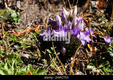 Deutscher Enzian auf einer Wiese, in einem schönen violetten Farbton Stockfoto