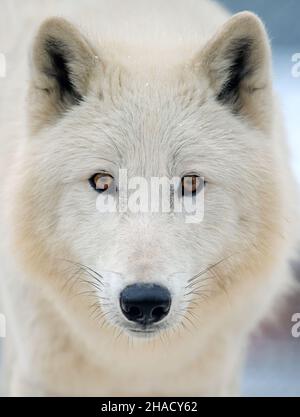 Nahaufnahme weißer arktischer Wolf, der auf die Kamera schaut. Gefahr Tier in der Natur Lebensraum Stockfoto