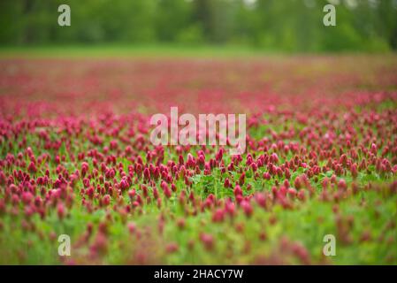 Blühendes Feld aus rotem Kleeblatt Stockfoto