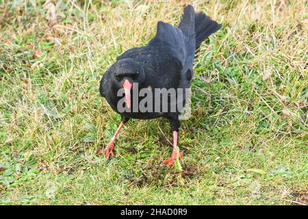 Daymer Bay, Cornwall, Großbritannien. 12th. Dezember 2021. Heute ein ungebernter Cornish Chough an der Nordküste von cornwall. Nach 2 Jahrzehnten der Bemühungen um den Schutz der Kinder, die die Choughs 66 in Cornwall aufzogen, wurde ein Rekord aufgestellt, der 2021 junge Menschen brach. Bereits 2001 kamen drei Vögel auf der Lizard pensinsula an und wurden die ersten Brutköge in England seit 50 Jahren. Kredit Simon Maycock / Alamy Live Nachrichten. Stockfoto