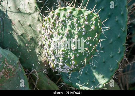 Nahaufnahme eines Blattes eines Opuntia-Kaktus, der mit Opuntia cochineal scale (Dactylopius opuntiae (Cockerell)) infiziert ist. Weibchen und Nymphen sezernieren und bedecken Stockfoto