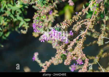 Blühender Himbeerbusch. Nahaufnahme der unreifen Frucht. Fotografiert in Israel im November Stockfoto