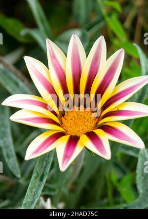 Gazania Blume auf Hintergrund grün Blatt wächst im Jahr Garten Stockfoto