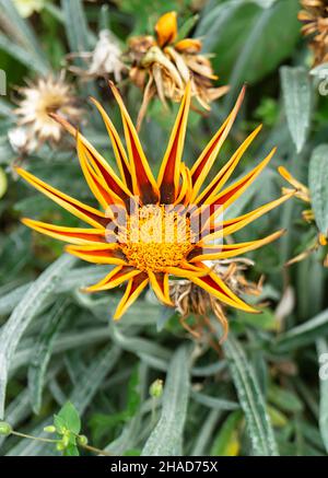 Gazania Blume auf Hintergrund grün Blatt wächst im Jahr Garten Stockfoto