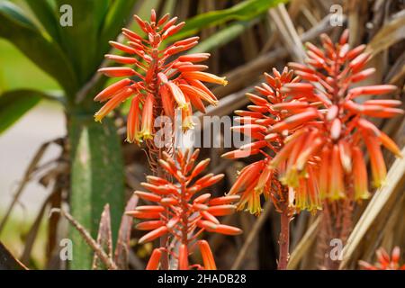 Flammende Orangenblüten einer Aloe-Pflanze Stockfoto