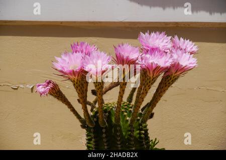 Blühender Borstenbürstenkaktus AKA stacheliger Nadelkissen-Kaktus Stockfoto