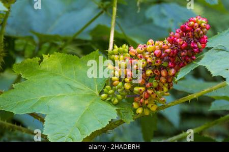 Eine Nahaufnahme von American Spikenard im Freien während des Tages Stockfoto