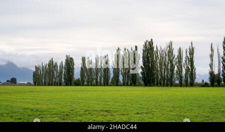 Ein großes grünes Feld mit hohen Bäumen bei Tageslicht Stockfoto