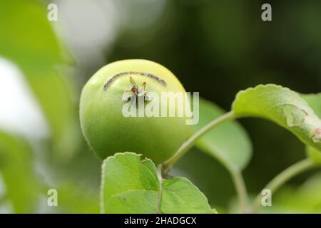 Apfel durch Larven der europäischen Apfelsäge beschädigt - Hoplocampa testudinea. Es ist einer der wichtigsten Schädlinge in Obstgärten und Gärten. Stockfoto