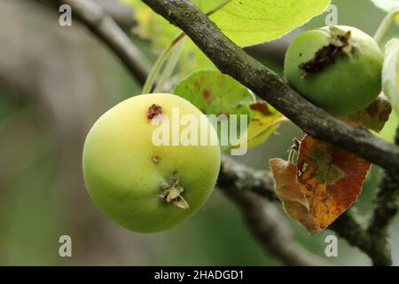 Apfelfrucht beschädigt durch Raupe der Apfelwickel - Cydia pomonella. Es ist einer der wichtigsten Schädlinge in Obstgärten und Gärten. Stockfoto