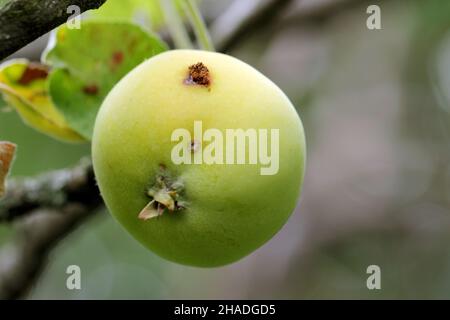 Apfelfrucht beschädigt durch Raupe der Apfelwickel - Cydia pomonella. Es ist einer der wichtigsten Schädlinge in Obstgärten und Gärten. Stockfoto