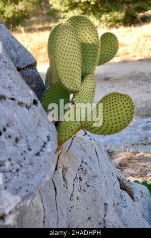 Opuntia, allgemein als Kaktusbirne bezeichnet, ist eine Gattung blühender Pflanzen aus der Kaktusfamilie Cactaceae, die in diesem Fall aus Felsen wachsen. Kroatien Stockfoto