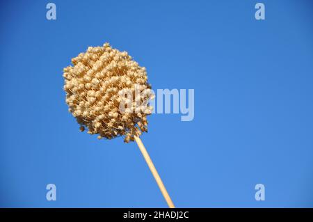 Große runde gelbe Blume in Bewegung, Blüte aus nächster Nähe auf blauem Himmel verschwommener Hintergrund, isolierter blühender Dandelion. Stockfoto
