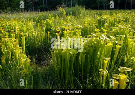 Fleischfressende gelbe Krug-Pflanze (Sarracenia flava ssp. Flava), USA Stockfoto