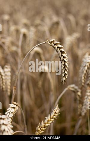 Nahaufnahme des Weizens auf einem Feld im Herbst bereit zur Ernte Stockfoto